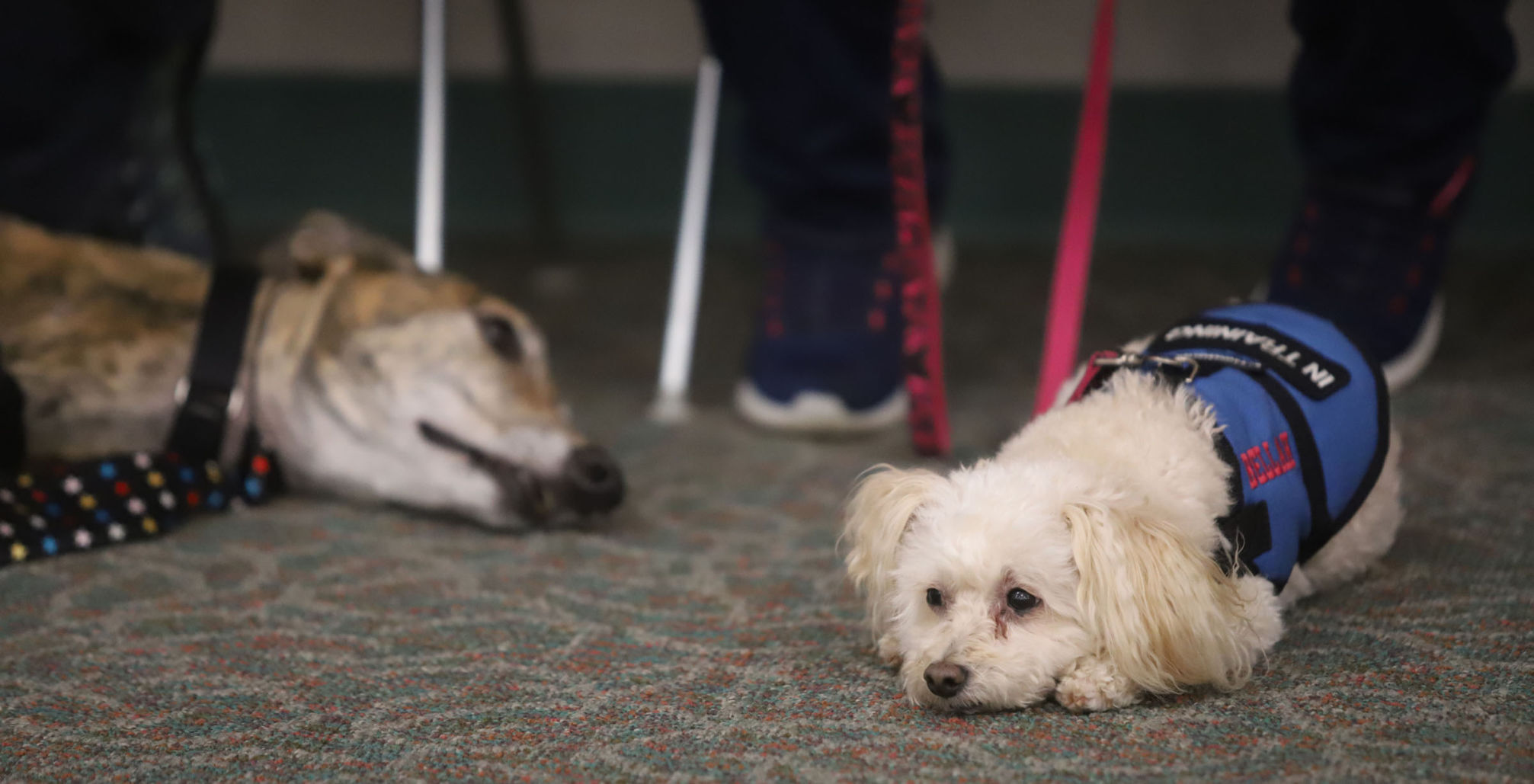 PawPrint Reading 13 1.3.19.jpg